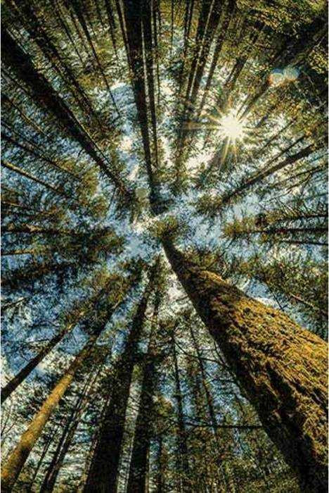 Кристалл 63 Ковры коллекции Кристалл, эталон качества и стиля в вашем доме. Размеры  80x150 | 120x180 | 150х300 | 160x230 | 200x300 | 200х400 | 240х340 | 280х380.   Цена указана за 1 кв/метр.