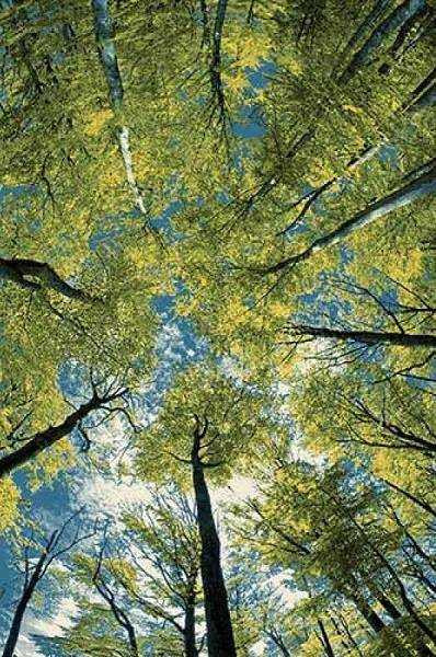 Кристалл 64 Ковры коллекции Кристалл, эталон качества и стиля в вашем доме. Размеры  80x150 | 120x180 | 150х300 | 160x230 | 200x300 | 200х400 | 240х340 | 280х380.   Цена указана за 1 кв/метр.